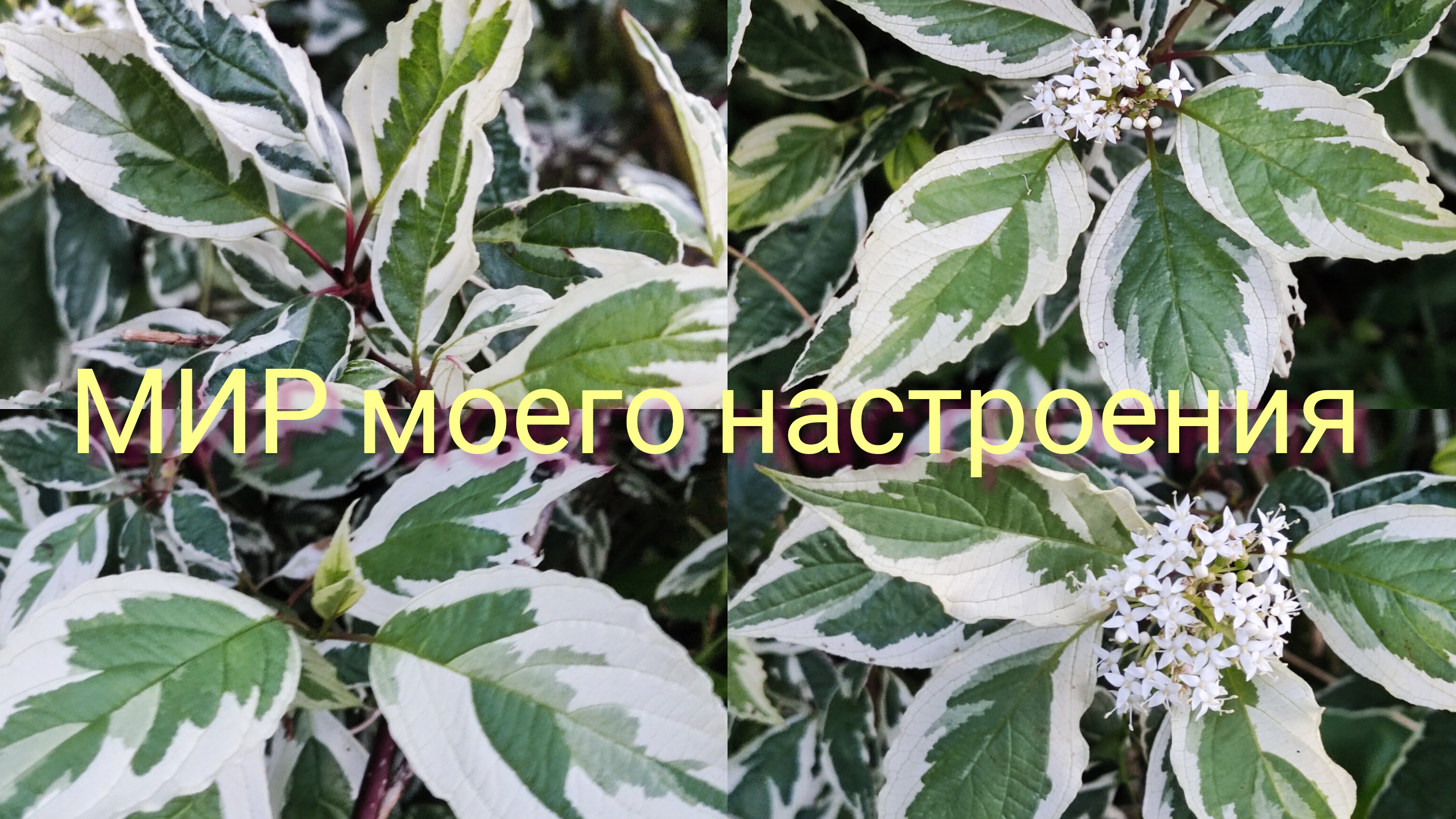 20.08.25 Дача.Отпуск продолжается.Хожу ,на небо гляжу😉 смотреть онлайн