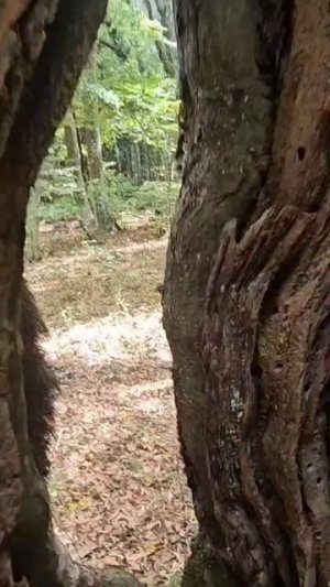 Волшебный Крымский Лес