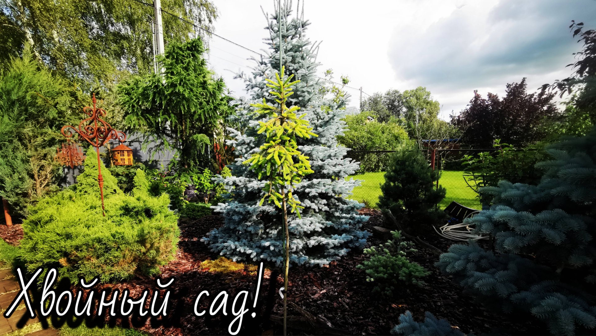 Сад редких хвойных! 🌲Гортензии! Обзор! 17-22.08.2025г #сад #garden #дача #обзор смотреть онлайн