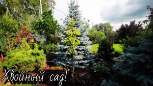 Сад редких хвойных! 🌲Гортензии! Обзор! 17-22.08.2025г #сад #garden #дача #обзор