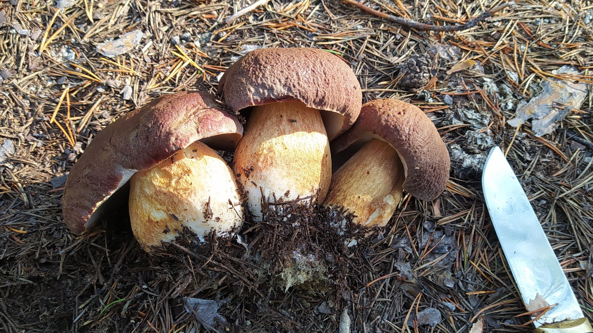 Собираю белые грибы. Пошли боровики. смотреть онлайн