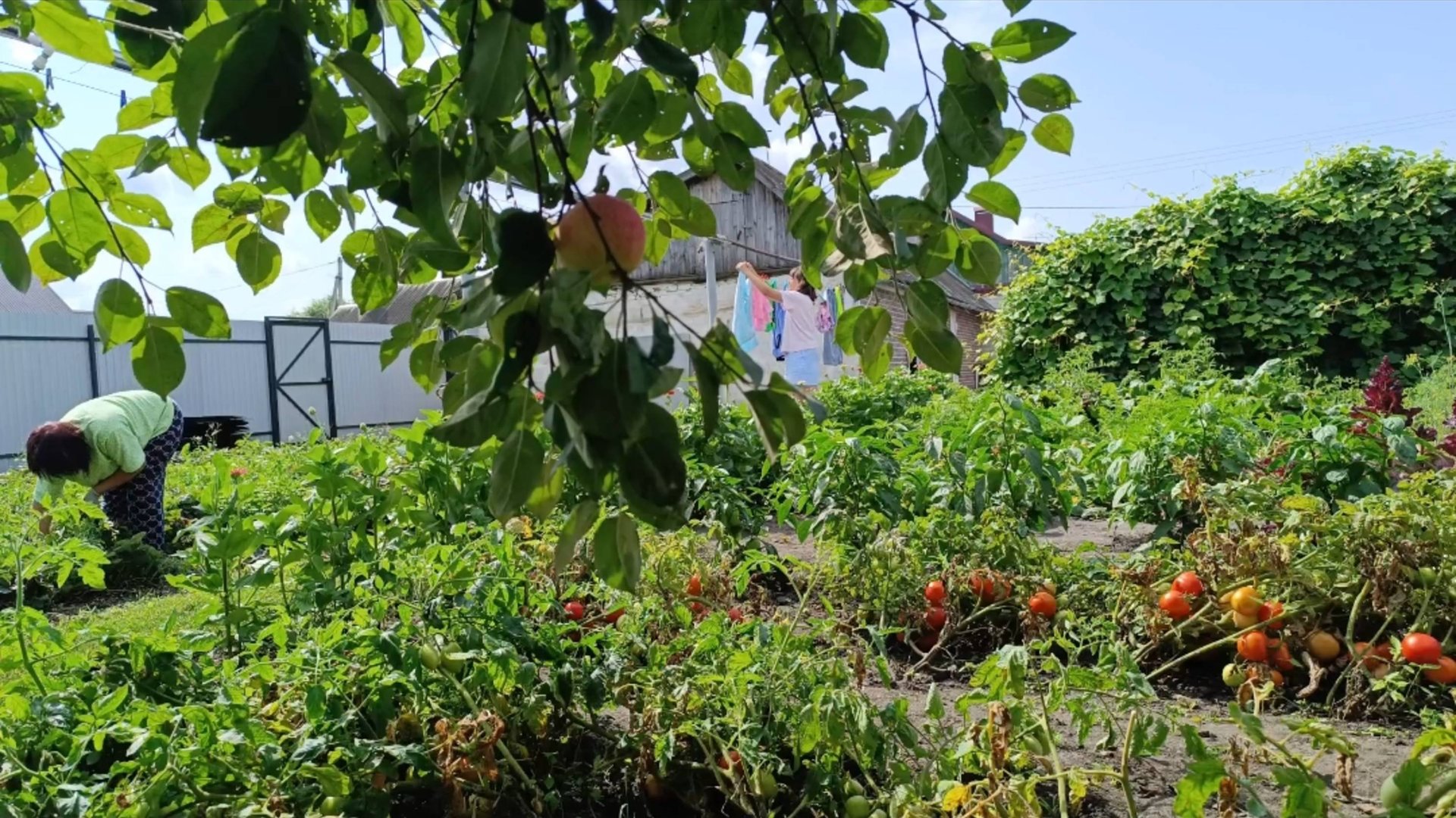 СВЕКРОВЬ НАВОДИТ ПОРЯДОК, У НЕПУТЕВОЙ СНОХИ/НЕУДОБНО МУЖУ/ЖИЗНЬ В ДЕРЕВНЕ смотреть онлайн