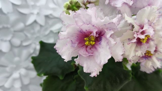 Фиалка РМ-Ягодный Мармелад