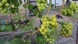 19.08.2025. Виноград ПРИМА УКРАИНЫ в г. Липецке.