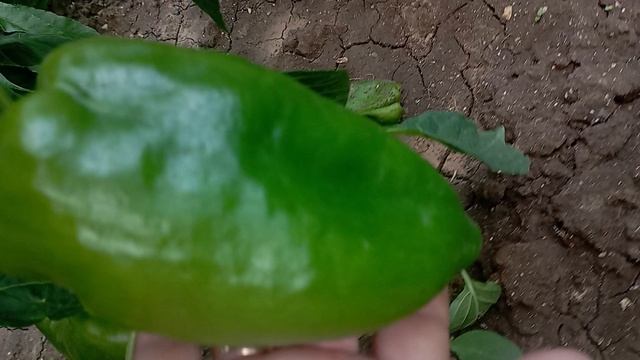 /обзор перцев в конце августа/дача/огород/урожай/ смотреть онлайн