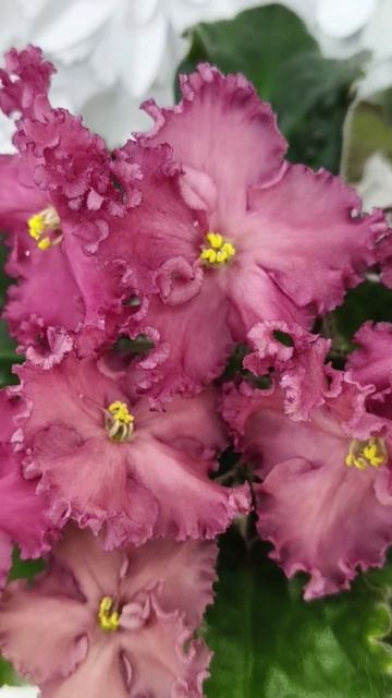 Фиалка Nik-Маков Цвет