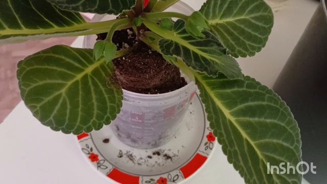 Пересадка цветущей глоксинии 😍🌺🌱🌱
Ну у у мало ей там уже места мало 😊🙏 #глоксиния #пересадка смотреть онлайн