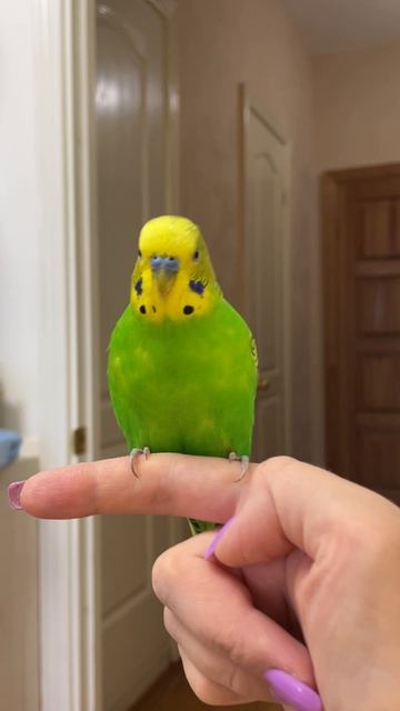 Ручной попугай 😍 смотреть онлайн