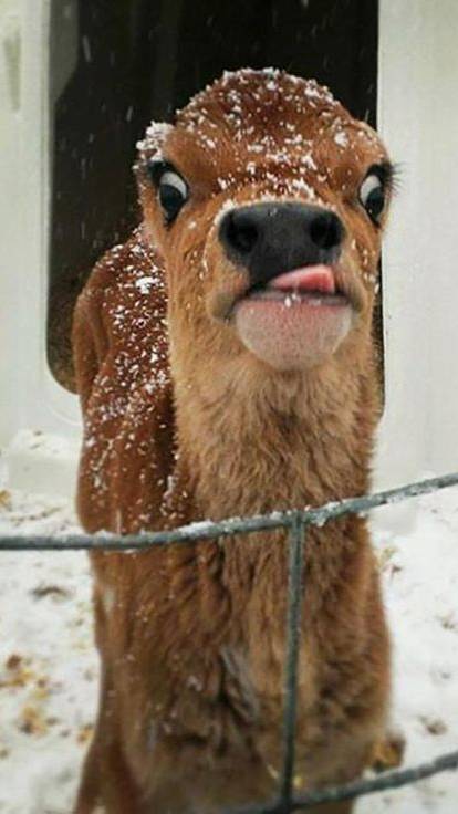 Животные смотреть онлайн