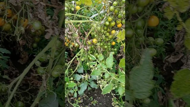 тепличные помидоры