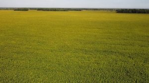 Пролетая над полем подцолнухов.