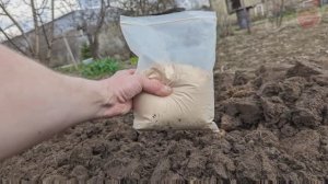 Земля станет как после тонны навоза! Раскидайте это удобрение после выкопки картофеля и овощей.