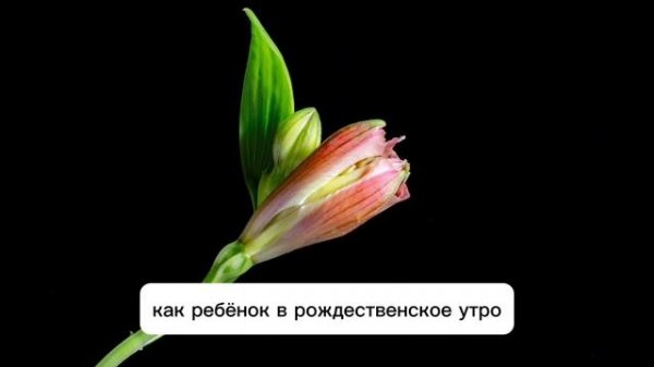 Хелен Хэдселл (Helen Hadsell), также известная как «Королева конкурсов»