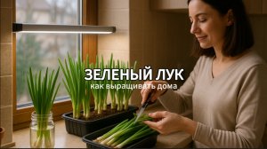 Как вырастить зеленый лук в домашних условиях: пошаговое руководство 🧅