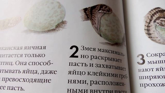 Как африканская змея поедает яйца. Очень интересный вопрос.
