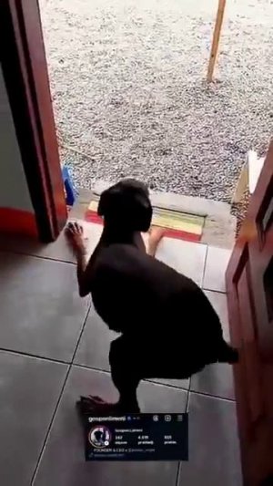 Собачьи танцы