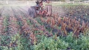 СМТ Скорпион в работе. Скашивание картофельной ботвы.