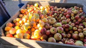 Ейск-Александровка. Где Юра? Плодовое, почём яблочки? Пилим кости.