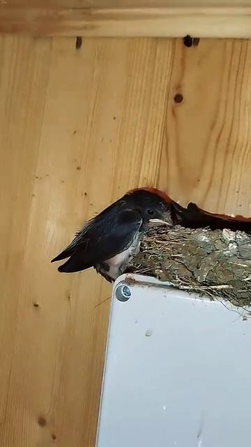 учимся летать #русскоеморе #влог #море #жизнь #тревелвлог #природа #лето