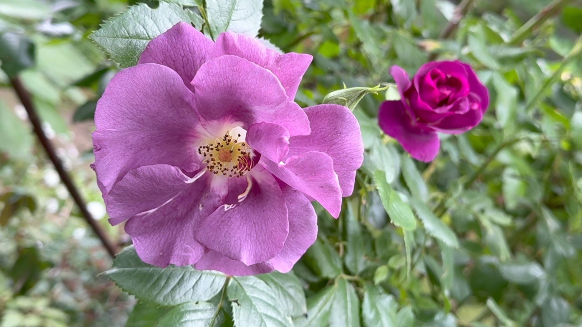 Июнь в Саду 21 июня 2025 часть 1