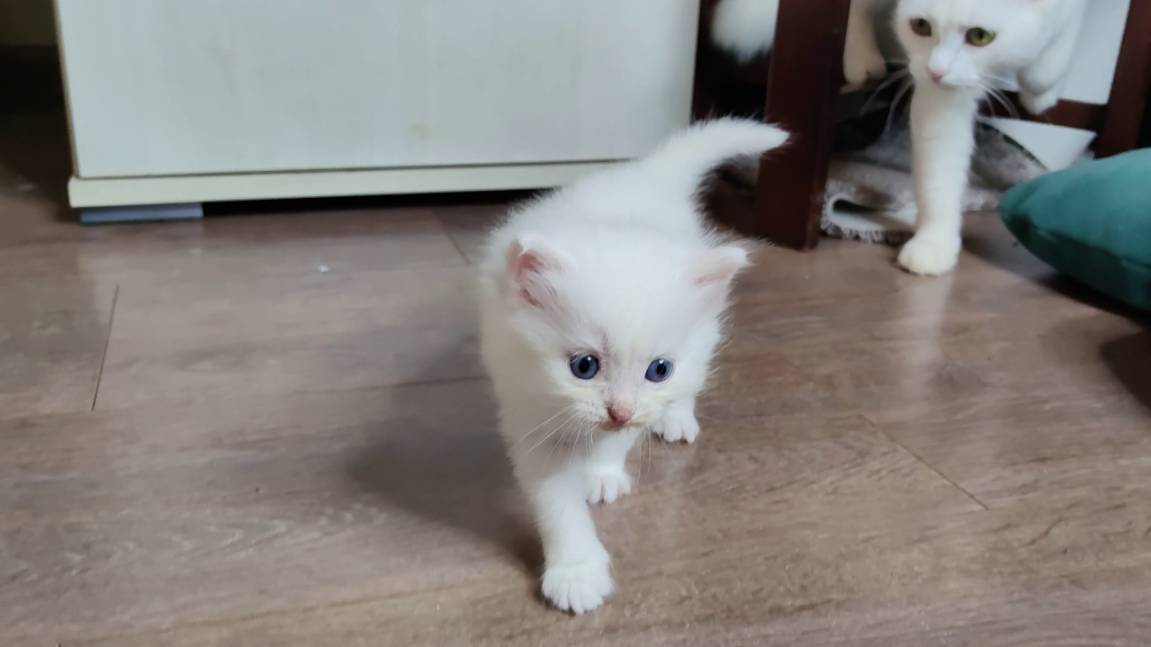 Мама-кошка наблюдает за своим маленьким белым котёнком, который гуляет. Заботливая мама-кошка и очар смотреть онлайн