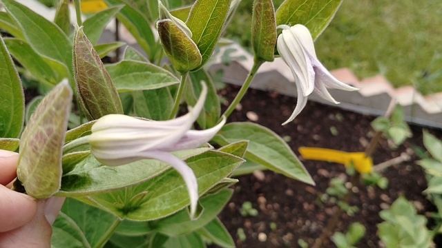 Клематис 'Хакури' (Hakuree) в нашем саду 2025 смотреть онлайн