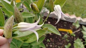 Клематис 'Хакури' (Hakuree) в нашем саду 2025