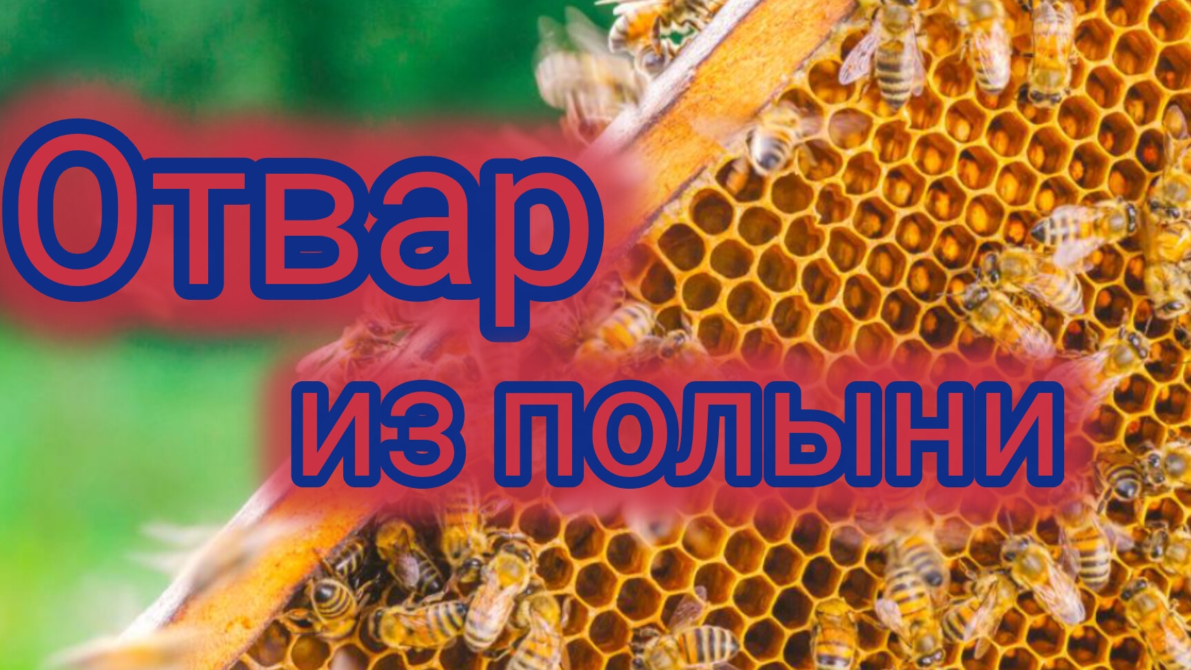 Пасека Виктор Дашицкого