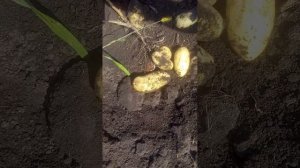 Великолепный сорт картофеля Гранада (Германия) 2025 год.