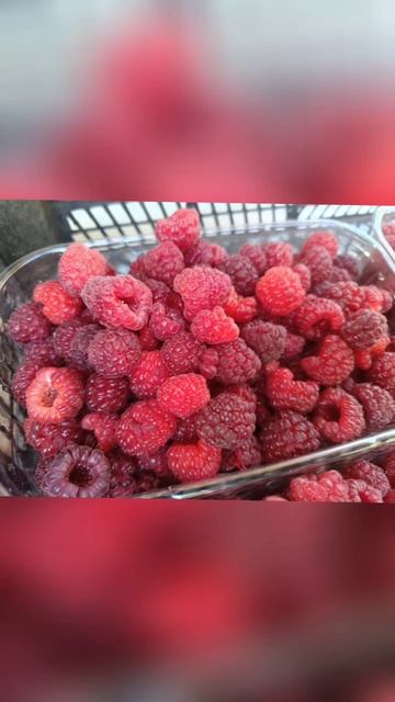 Agro_donetsk Выращиваем Малину Клубнику, Смородину