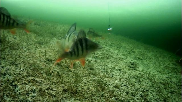 Рыбалка Подводная