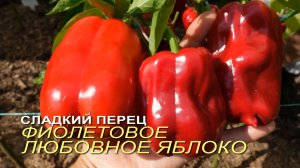 Сладкий перец ФИОЛЕТОВОЕ ЛЮБОВНОЕ ЯБЛОКО. Обзор сортов ПЕРЦА!