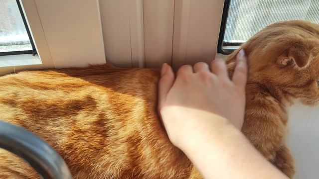 Доброго утра добрым людям ☀🐱☺🌺 смотреть онлайн