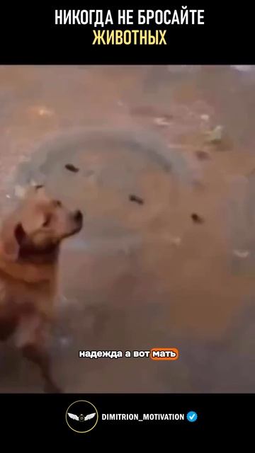 Всегда помогайте животным #мудрость смотреть онлайн