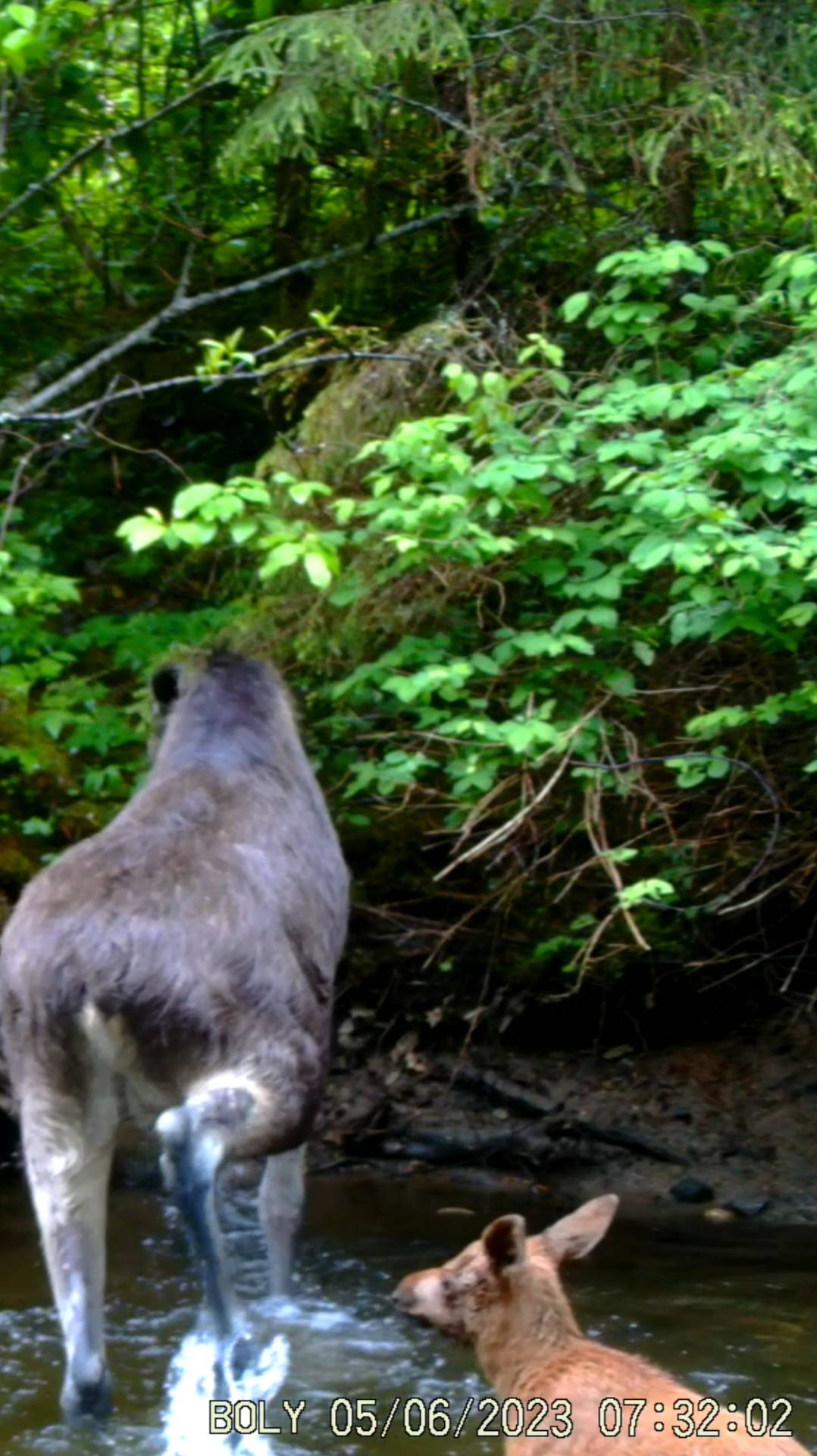 Лосиха с лосёнком. смотреть онлайн
