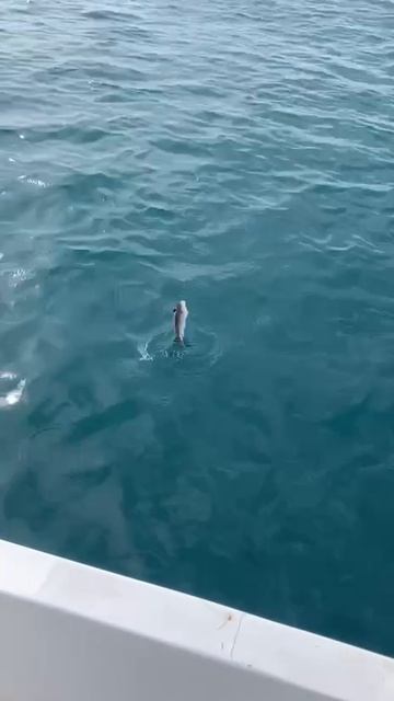 Большой толстый дракон. смотреть онлайн