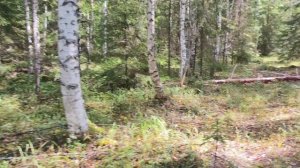 В лес за грибами на каракате.