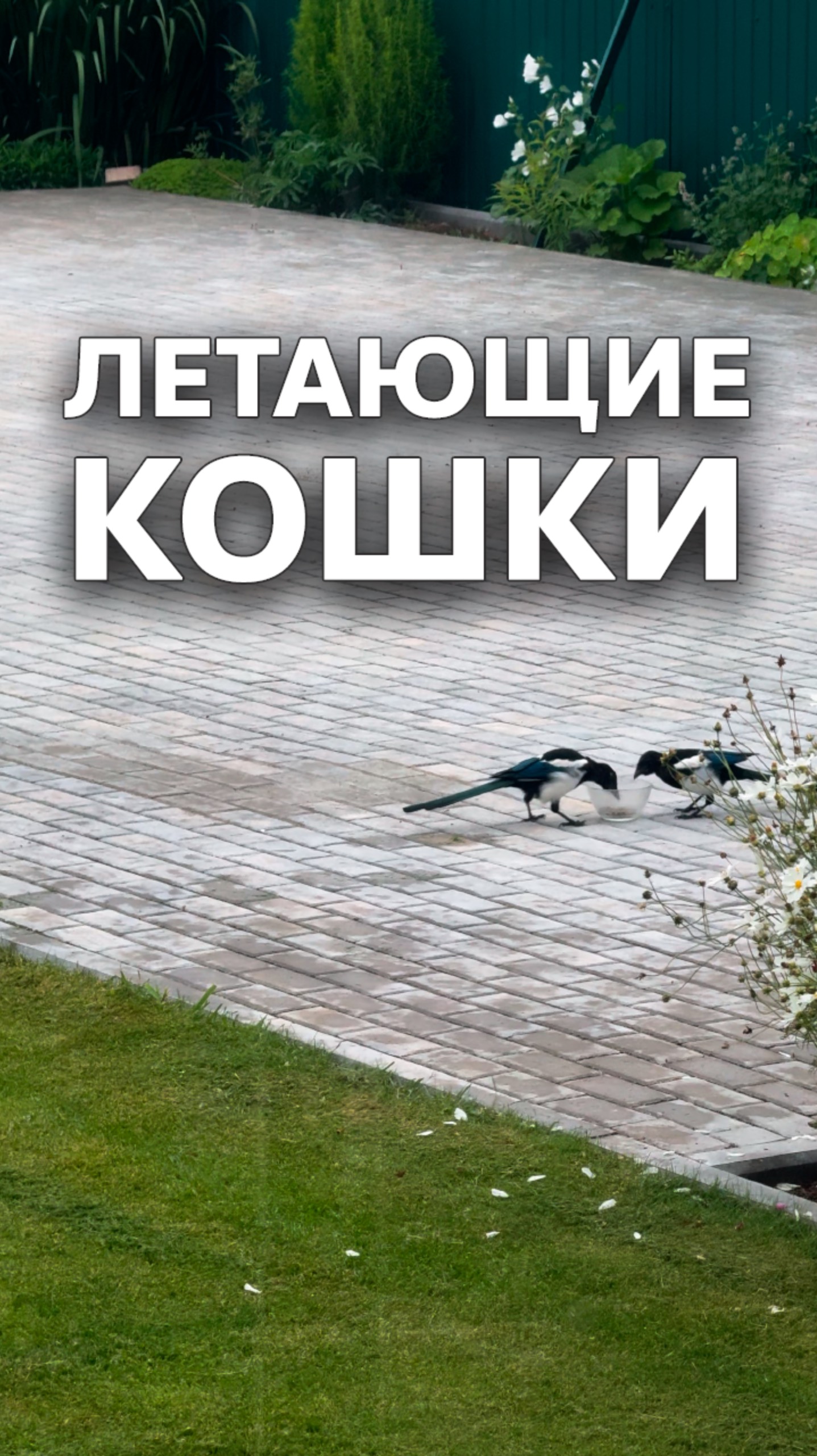 Летающие кошки #надаче смотреть онлайн