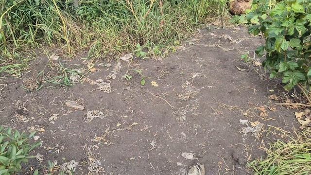 Работа по дому сегодня/ вырвала последние кабачки смотреть онлайн