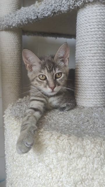 Гармония. теперь ее так зовут. Выжила и радует меня каждый день.