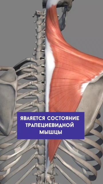 Три базовые причины возникновения холки☝️ смотреть онлайн