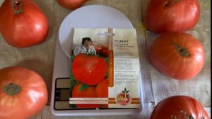 ОТЗЫВ О ТОМАТЕ ШАЛЬНАЯ ИМПЕРАТРИЦА