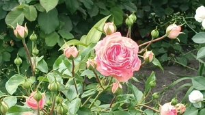 Маленькая но восхитительно красивая роза Шакенборг (Schackenborg).