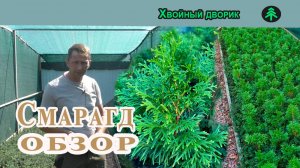 Туя смарагд: обзор, как купить тую смарагд, как растёт туя смарагд.