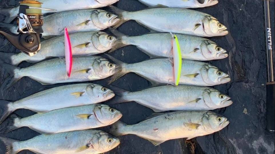 Сарган, ставрида, луфарь. Уловистая японская снасть для ловли спиннингом с берега