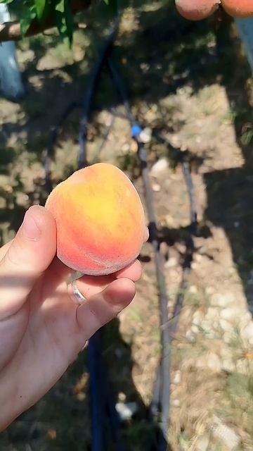 персики #море #тревелвлог #влог #жизнь #природа #отпускпродолжается #отдых #русскоеморе #fruit