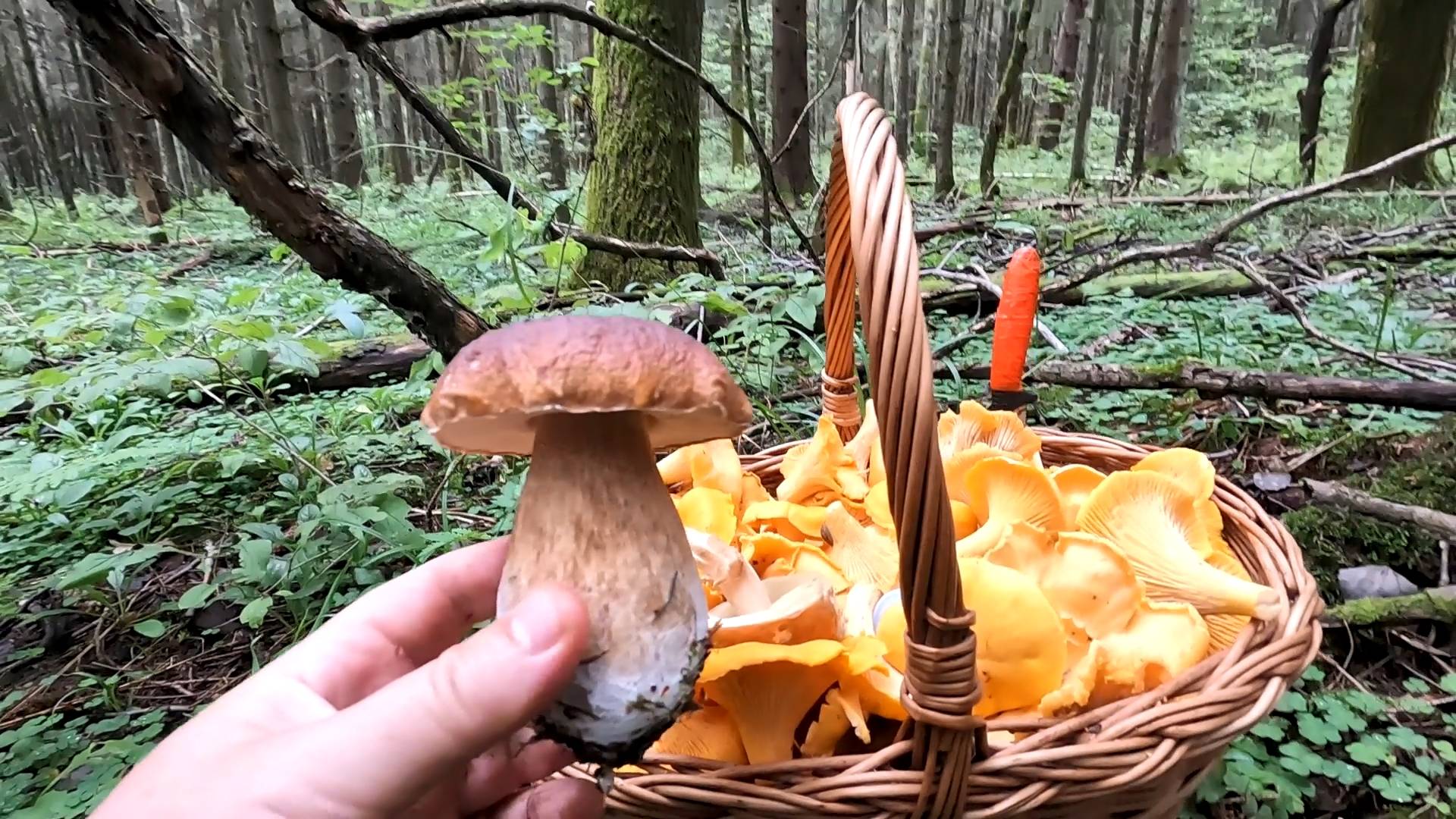 💥ГРИБНИКИ РВАНУЛИ В ЛЕС ЗА ГРИБАМИ🍄 ГРИБНОЙ АВГУСТ 2025.👉НЕОБЫЧНЫЕ НАХОДКИ В ГЛУБИНЕ ЛЕСА😱 смотреть онлайн