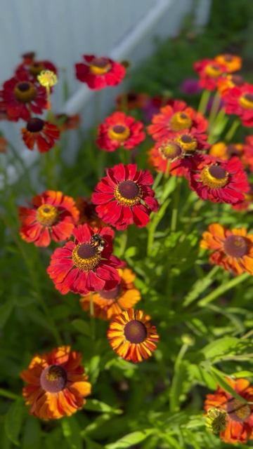 Гелениум цветет🌺 #shorts смотреть онлайн