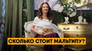 Сколько стоит мальтипу | От чего зависит стоимость щенка
