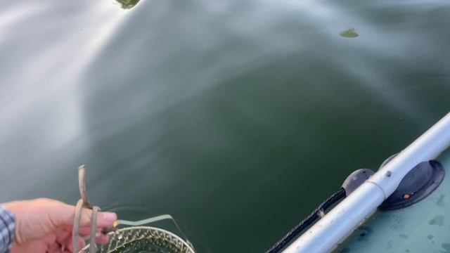 Лещ одиночка